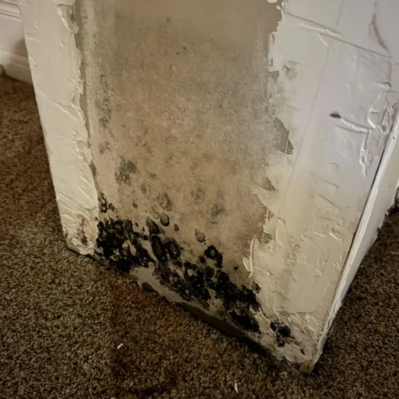 Professional Mold Removal in Fuquay-Varina, NC